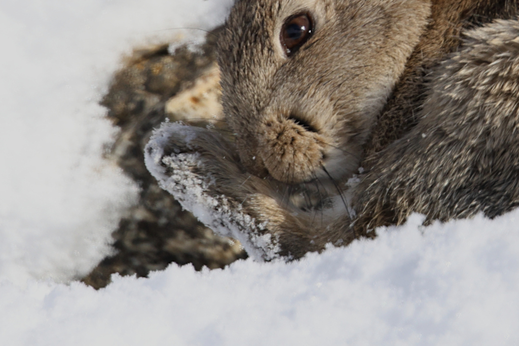 Minilepre/Coniglio selvatico (aiuto identificazione)